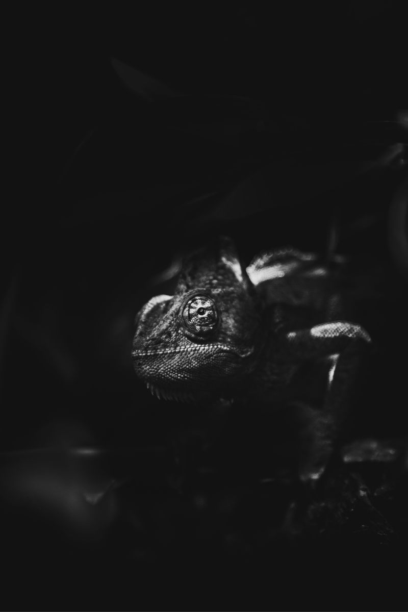 Chameleon photo by cmonphotography: https://www.pexels.com/photo/green-chameleon-2637657/